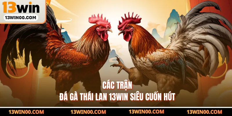 Các trận đá gà Thái Lan 13WIN siêu cuốn hút