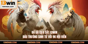 Đá Gà Cựa Sắt 13WIN - Đấu Trường Sinh Tử Với 9k Hội Viên