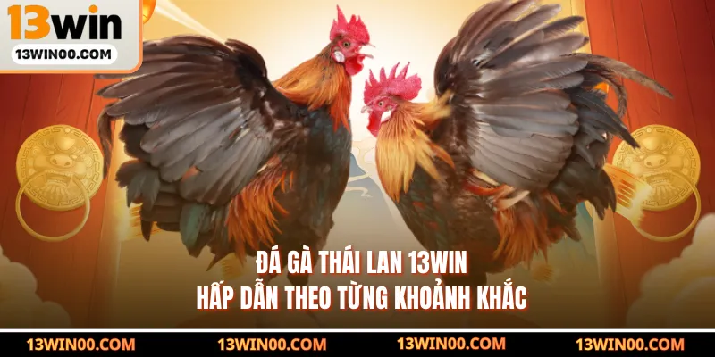 Đá Gà Thái Lan 13WIN - Hấp Dẫn Theo Từng Khoảnh Khắc