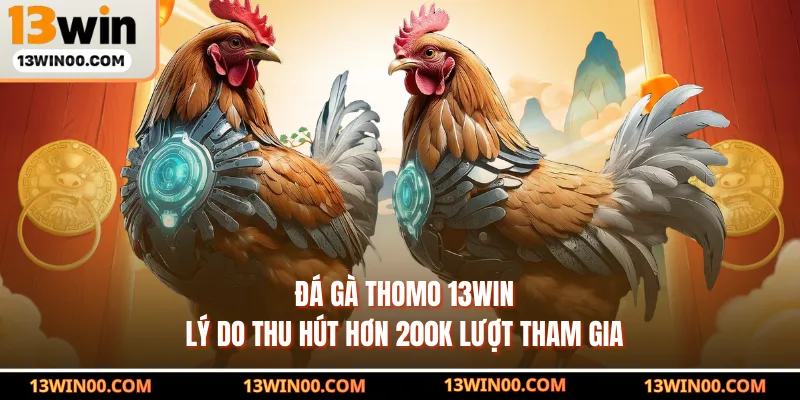 Đá Gà Thomo 13WIN - Lý Do Thu Hút Hơn 200K Lượt Tham Gia