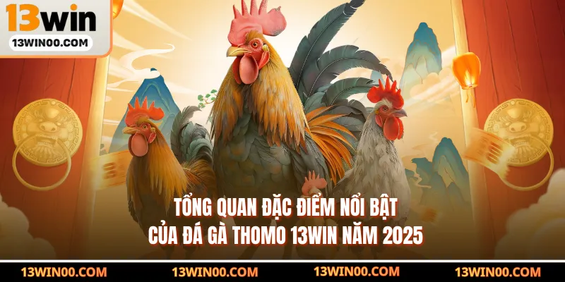 Tổng quan đặc điểm nổi bật của đá gà thomo 13WIN năm 2025